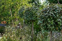 Standard Laurus nobilis in a wildflower meadow - The BBC Springwatch Garden, RHS Hampton Court Palace Flower Festival 2019