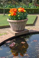 Raised garden pond with emerging lily pads, note the inbuilt plinth to display pots, here Tulipa 'Monte Orange' and 'Monte Carlo' - Tulips