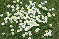 Bellis perennis - Common Daisy - in Lawn