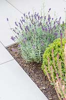 Bed with Lavandula, Buxus and Salvia surrounded by modern paving.