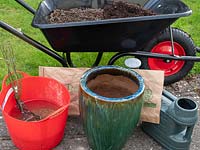 Planting bare rooted rose into pot - step by step. Rosa Dusky Maiden - Tea and old hybrid tea rose.