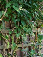 Clematis montana - Pruning, cutting back, maintenance.  Major prune of clematis soon after flowering in spring.  Regrowth after severe pruning.