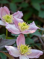 Clematis montana - Pruning, cutting back, maintenance. Major prune of clematis soon after flowering in spring.