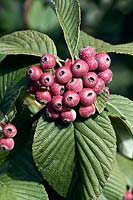 Sorbus hemsleyi - Whitebeam Tree - berries and foliage