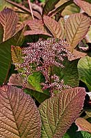 Rodgersia aesculifolia - bronzed foliage
