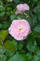 Rosa 'Strawberry Hill' - Rose