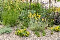 RHS Hampton Court Palace Garden Festival 2019. Planting combination for a dry gravel garden includes Sedum spurium 'Green Mantle', Helichrysum italicum, Dianthus carthusianorum
