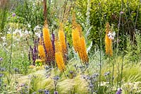 RHS Hampton Court Palace Garden Festival 2019. Eremurus x isabellinus 'Pinokkio', Stipa tenuissima, Eryngium bourgatii.