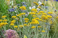 The Drought Tolerant Garden at the RHS Hampton Court Palace Garden Festival 2019. Designers: David Ward and Beth Chatto. Helichrysum italicum.