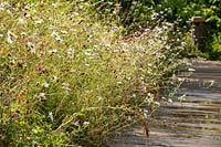 Ox eye daisies in a wild flower meadow bordering a wooden path. The RHS Back to Nature Garden at the RHS Hampton Court Palace Garden Festival 2019.