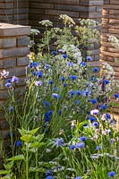 Centaurea cyanus - Cornflowers - and Ammi majus grown by brick walls of varying heights.  RHS Hampton Court Palace Garden Festival 2019. Sponsors: Wienerberger, Majestic Trees, Quick Hedge, Allgreen Group, WowGrass.