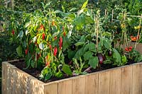 A raised vegetable bed with chilli plants, aubergines and tomatoes. RHS Hampton Court Palace Garden Festival 2019. Sponsor: Thames Water.