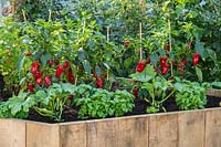 A raised vegetable bed with Chilli Pepper plants, Courgettes and Basil. RHS Hampton Court Palace Garden Festival 2019. Sponsor: Thames Water.