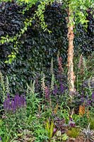 A hedge of Fagus sylvatica Atropurpurea - Copper Beech - provides a backdrop to a border with Betula nigra - River Birch tree - underplanted with perennials. RHS Hampton Court Palace Garden Festival 2019. Sponsor: Lower Barn Farm.