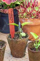 Thunbergia alata seedlings in biodegradable pots