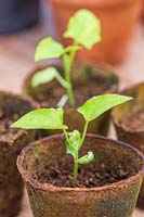 Thunbergia alata seedlings in biodegradable pots.