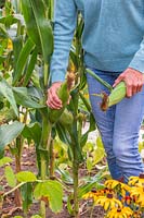 Woman harvesting Sweetcorn 'Tyson' by twisting cobs off the plant