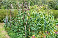 Bean support - structure with Climbing Beans 'Firetongue' and 'Goldfield' growing
