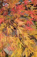 Acer palmatum dissectum 'Green globe' - Cut leaved Japanese maple 'Green Globe' tree leaves in autumn