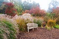 Graceful Miscanthus sinensis 'Flamingo' surrounded by Molinia, Cortaderia selloana - Pampas Grass - and colourful Euonymus europaea - Spindle trees. Bed surrounding a gravel area with wooden bench