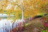 The Birkett Long Millennium Walk where white stemmed birches, Betula utilis var. jacquemontii, and red stemmed cornus, Cornus alba 'Sibirica', reflect in the water of the Upper Pond at Marks Hall Gardens in autumn.