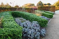Walled garden designed by Brita von Schoenaich featuring a long, curvaceous hedge of Choisya ternata interplanted with Salvia officinalis 'Purpurascens' at Marks Hall Garden in autumn.