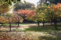 A glade of cherry trees beginning to turn orange at Marks Hall Gardens and Arboretum in autumn.