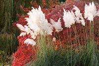 Feathery flower plumes of miscanthus in front of foliage turning red in autumn at Marks Hall.