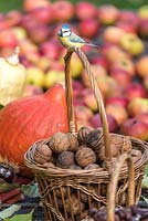 Blue tit- Cyanistes caeruleus  on a wicker basket full of walnuts
