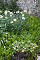 Narcissus 'Binkie' - Daffodil - and Helleborus - Hellebore - and emerging foliage of Convallaria majalis - Lily of the Valley