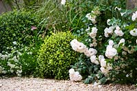 Border with white roses, Pittosporum tenuifolium 'Golf Ball',  Lavandula angustifolia 'Alba'.