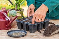 Woman using index finger to make holes in compost in modular tray prior to sowing FLorence Fennel