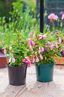 Fuchsia 'Dianna Princess of Wales' - plant to the right has been pinched out early to create are more bushy plants with more flowers