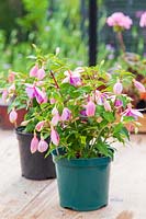 Fuchsia 'Dianna Princess of Wales' - plant at the front has been pinched out early to create are more bushy plants with more flowers