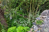 The RHS Chelsea Flower Show 2019. The Welcome to Yorkshire Garden. Informal wildflower planting beside stone wall.