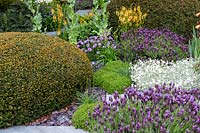 Tapestry of planting including Lavenders and a Taxus topiary mound in the Morgan Stanley Garden at RHS Chelsea Flower Show 2019