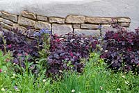 Dark foliage of Loropetalum contrasting against the drystone wall in The Kingston Maurward Garden at RHS Chelsea Flower Show 2019. Sponsors: Miles Stone