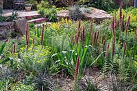 The Resiliance Garden: Echium russicum and Euphorbia seguieriana in dry rocky garden. Rhs Chelsea flower show 2019.