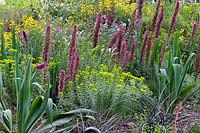 The Resiliance Garden: Echium russicum, Euphorbia seguieriana and thermopsis in dry rocky garden. Rhs Chelsea flower show 2019.