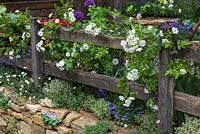 A rustic fence supporting Rosa 'Bobbie James', a rambling rose.  