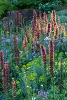 Echium russicum - Red-flowered Viper's Grass - in The Resilience Garden
Sponsor: Forestry Commission