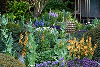The Morgan Stanley Garden. Verbascum 'Clementine',  Papaver somniferum 'Black Paeony'  - Poppy - and Lavendula stoechas - Spanish Lavender 
amongst Taxus baccata - Yew - topiary cones
