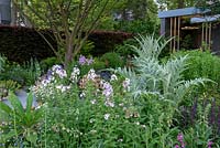 Mixed planting of Cynara cardunculus, Hesperis matronalis and Salvia x sylvestris 'Mainacht' - The Morgan Stanley Garden, RHS Chelsea Flower Show 2019.