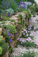 Dry stone wall with Mediterranean style planting of Geranium and Erigeron karvinskianus - The Donkey Sanctuary: Donkeys Matter, RHS Chelsea Flower Show 2019