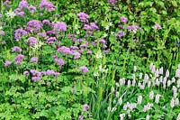 RHS Bridgewater Garden. Thalictrum 'Black Stockings' with Camassia leichtlinii subsp. suksdorfii 'Alba' and Persicaria bistorta 'Superba'