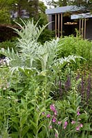 The Morgan Stanley Garden. Cynara cardunculus - Cardoon - is planted with Gladiolus italicus and Digitalis - Foxglove - in bud. Sponsor: Morgan Stanley