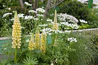 The Greenfingers Charity Garden, planting combination which includes, Lupinus 'Gallery Yelow' and Orlaya grandiflora - Designer: Kate Gould - Sponsor: Greenfingers Charity.