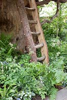 The RHS Back to Nature Garden, view of the ladder to the treehouse which is surrounded by ferns, Dryopteris filix-mas, Athyrium filix-femina and Asplenium scolopendrium,  Brunnera macrophylla, Tiarella cordifolia, Fragari vesca and Luzula nivea.