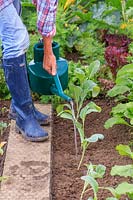 Woman watering newly planted Cauliflower plus plants using a watering can.