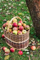 Apples - Malus domestica in basket under apple tree. Apples in basket are Malus 'Egremont Russet' and M. 'Tydeman's Late Orange'.